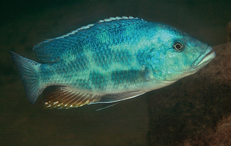 Nimbochromis polystigma 'Mazinzi Reef'